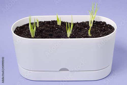 Home growing onions in a pot