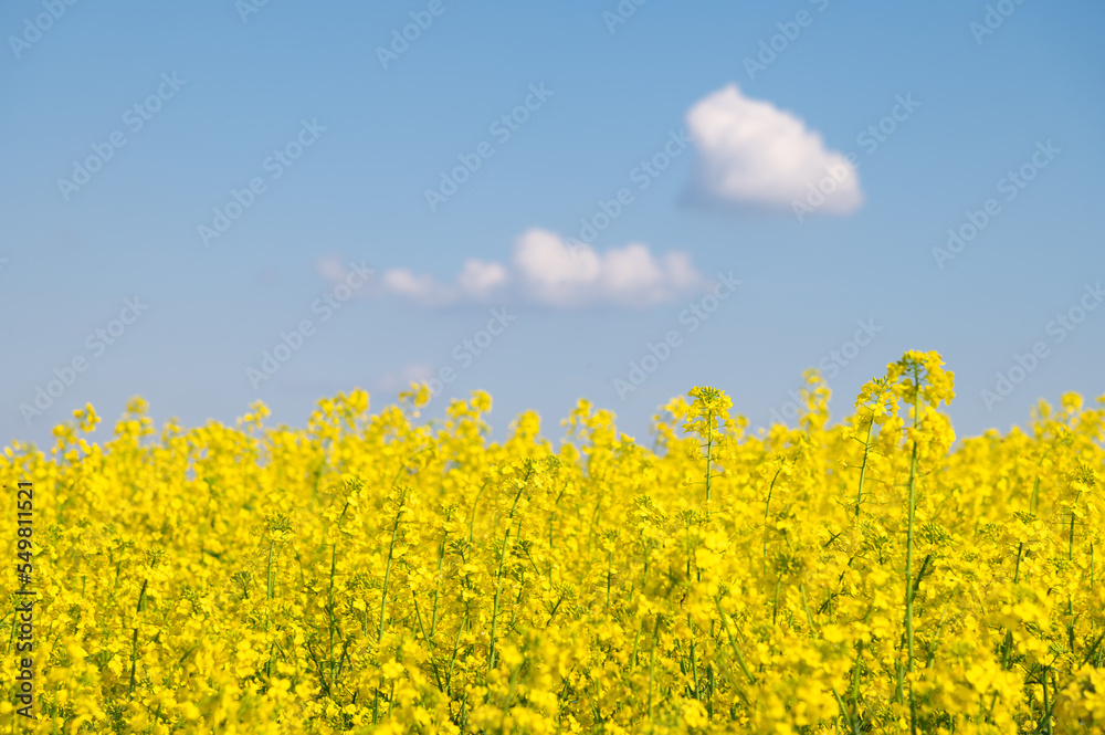 A yellow field of blooming rapeseed, above it is a blue sky and two clouds. Colors of the Ukrainian flag A yellow field of blooming rapeseed, above it is a blue sky and two clouds. Colors of the Ukrainian flag