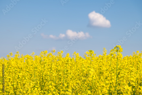 A yellow field of blooming rapeseed, above it is a blue sky and two clouds. Colors of the Ukrainian flag