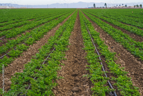 Agricultural field with young plants in a rows. Celery field, and irrigation system