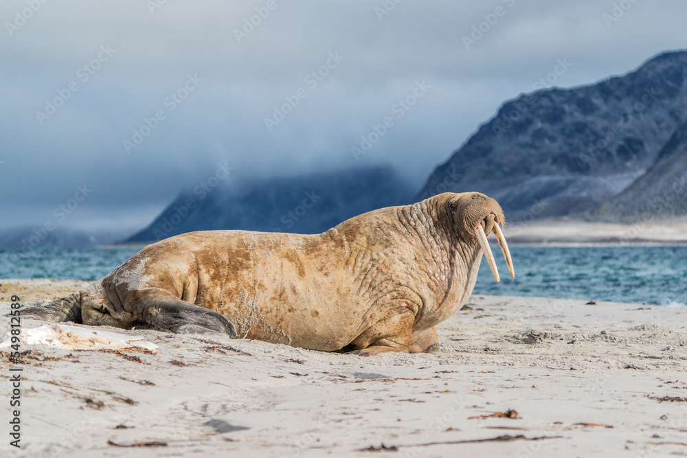 The walrus seahorse walking on its teeth, resting on the beach, Wildlife scene.. One of the largest representatives of pinnipeds. The walrus seahorse walking on its teeth, resting on the beach, Wildlife scene.. One of the largest representatives of pinnipeds.