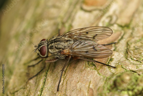 Closeup on a Muscid fly, Phaonia fuscata , sitting on wood photo