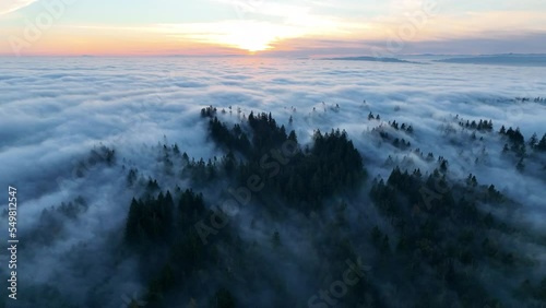 As the sun begins to set, dense fog rolls over cedar and fir trees covering the many hills surrounding Portland, Oregon. Temperate forests thrive in the Pacific Northwest due to the moist climate. photo