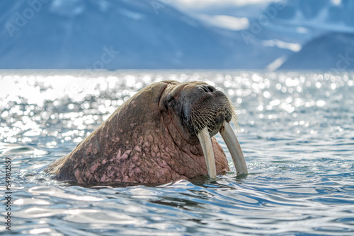 Ice walrus, Odobenus rosmarus, seahorse walking on teeth, resting in water, Wildlife scene.