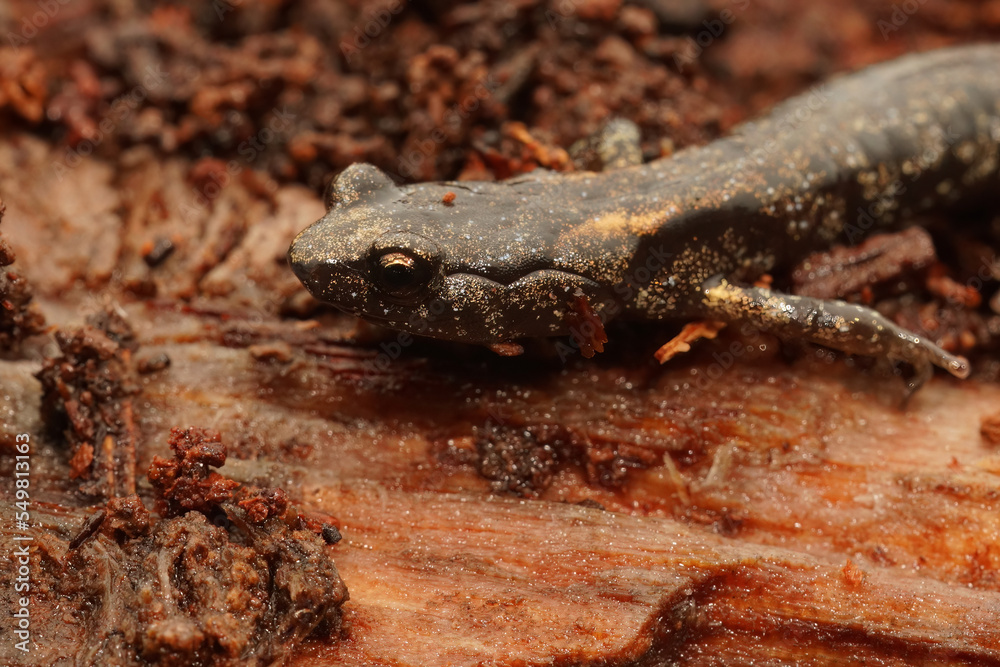Closeup on a sub-adult , juvenile Clouded salamander, Aneides ferreus sitting on redwood Closeup on a sub-adult , juvenile Clouded salamander, Aneides ferreus sitting on redwood