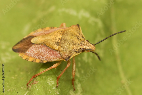 Closeup on the colorful Carpocoris fuscispinus shieldbug sitting on a green leaf photo