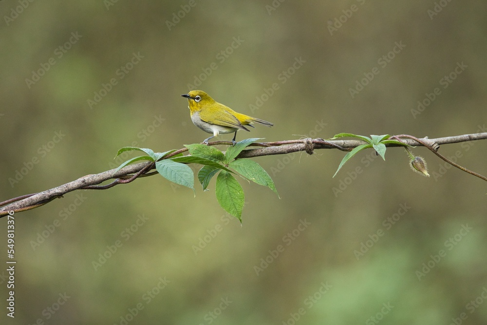 Oriental white-eye bird sitting on the branch of a tree. Amazing photo with beautiful background. Best to watch when birds feed on their food
Oriental white-eye bird sitting on the branch of a tree. Amazing photo with beautiful background. Best to watch when birds feed on their food