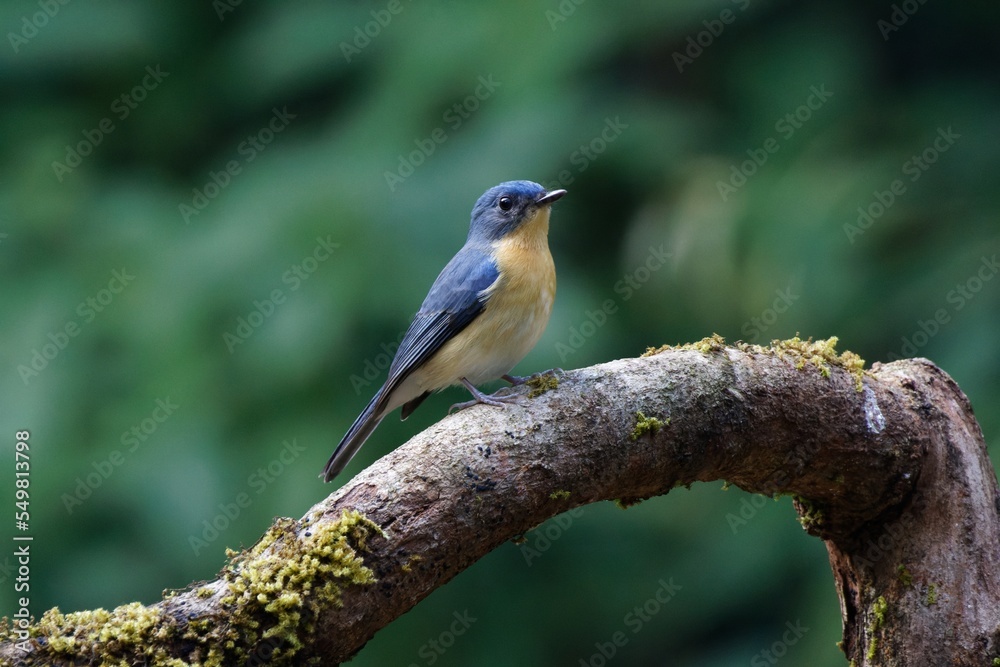 Tickell's blue flycatcher perching on a tree branch