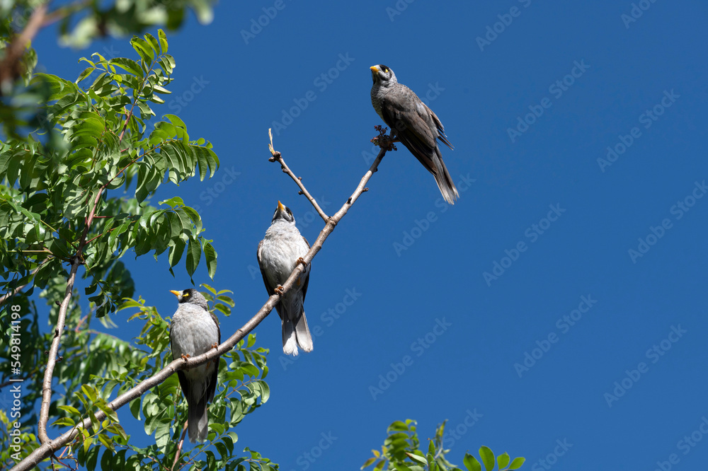Australian Noisy Miner (Manorina melanocephala) Australian Noisy Miner (Manorina melanocephala)