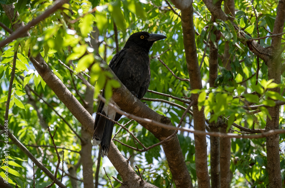 Australian Pied Currawong (Strepera graculina) Australian Pied Currawong (Strepera graculina)