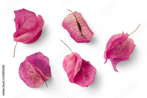 Fototapeta Naklejka Na Ścianę i Meble -  set of five pink Mediterranean Bougainvillea flowers isolated over a transparent background, vibrant floral design element, top view / flat lay