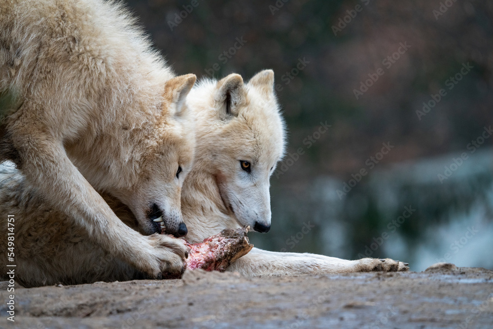 Arctic wolf (Canis lupus arctos) standing on a forest hill during snowfall. This type of wolf is also known as the white wolf or polar wolf. In summer. Arctic wolf (Canis lupus arctos) standing on a forest hill during snowfall. This type of wolf is also known as the white wolf or polar wolf. In summer.