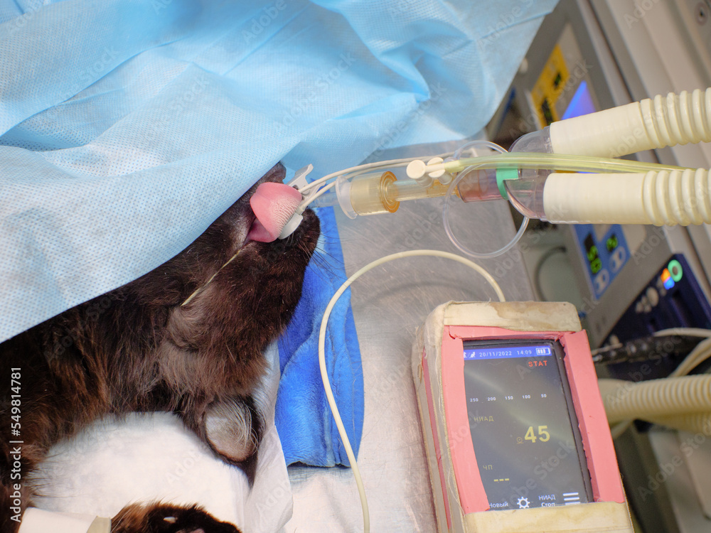 The cat on the operating table is intubated and connected to gas