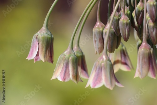 Allium siculum photo