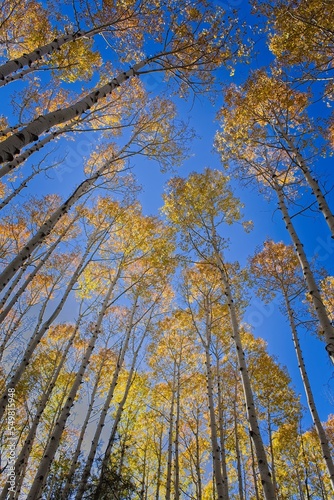 Looking up at aspen trees changing color to vivid yellow and red in Flagstaff, Arizona. A blue sky is in the background.