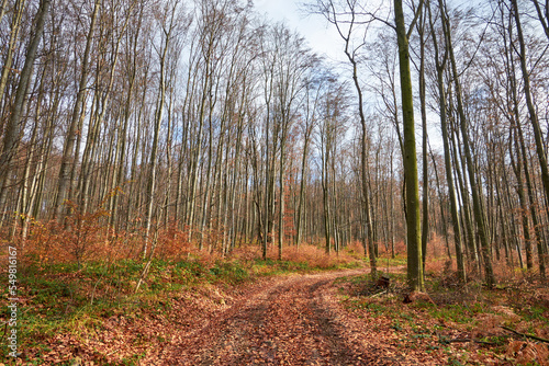 Road in the forest in late autumn. The trees are almost bare, the foliage is on the ground. Winter is coming soon