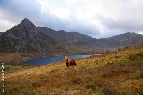 Wild Mountain Pony Snowdonia. © James