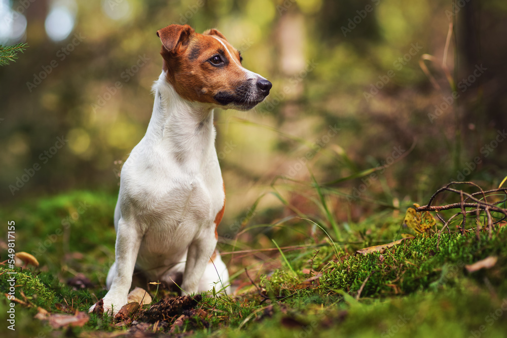 Small Jack Russell terrier sitting on forest path with leaves, moss and twigs, blurred trees background
