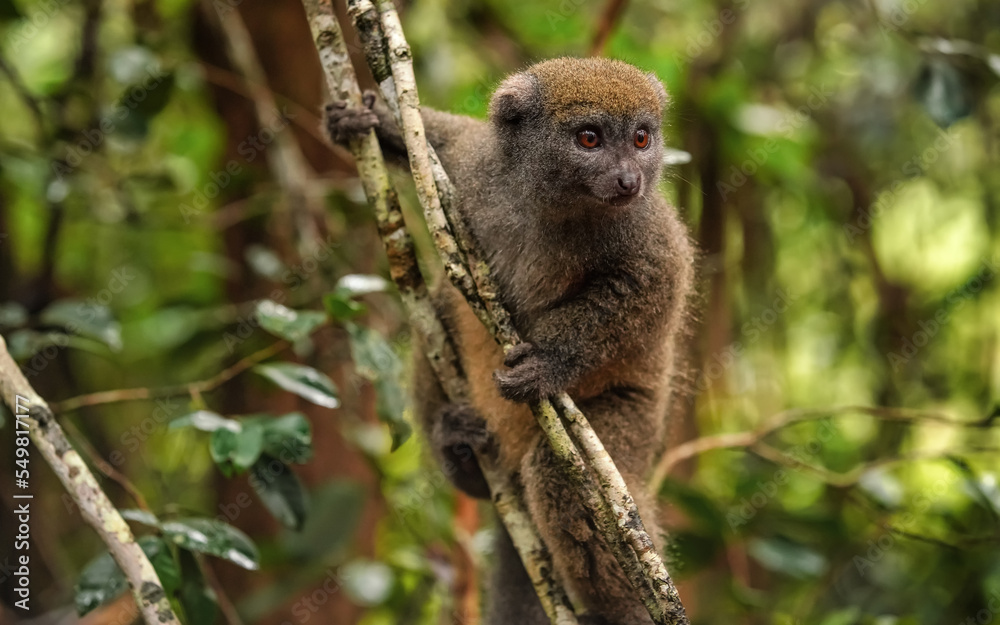 Obraz premium Eastern lesser Bamboo lemur - Hapalemur griseus - holding to a thin tree, closeup detail to furry face looking to side, photo from natural habitat in Madagascar jungle