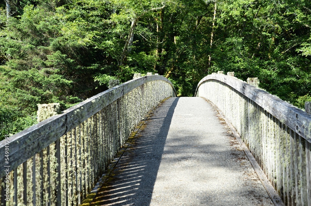 Concrete bridge in the forest