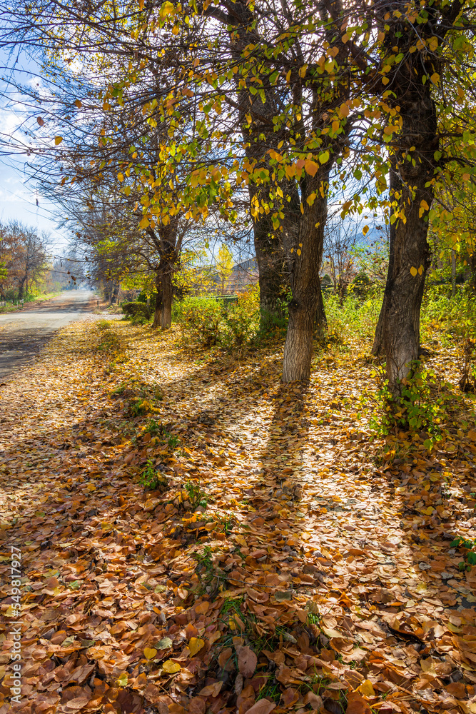 Obraz premium Multicolor autumn trees in the Vanadzor