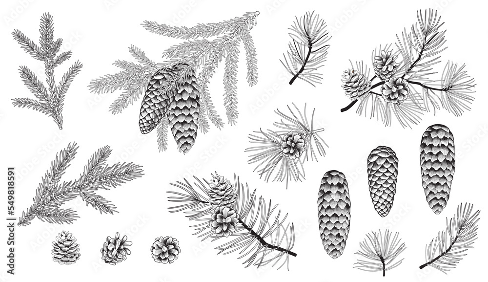 Set of evergreen branches, pine tree, fir, spruce coniferous plants. Illustration of christmas floral decorations isolated on white background. Retro drawing style - obrazy, fototapety, plakaty 
