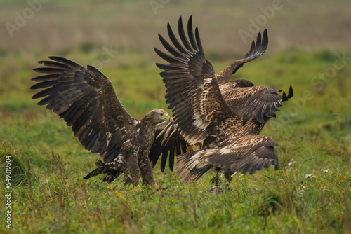 White-tailed eagle in natural environment 
