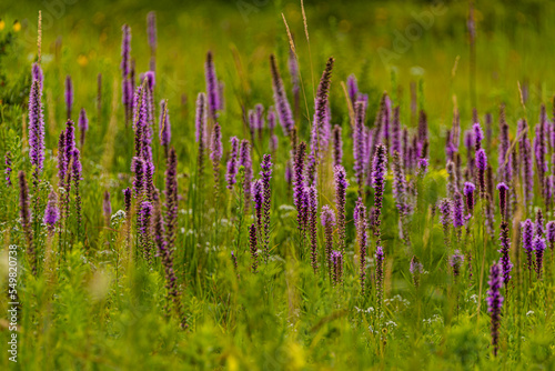 Blazing Star
