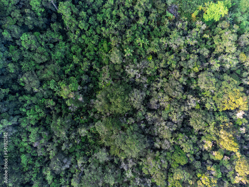 rainforest seen from above looking like a close up on a broccoli © Rodrigo