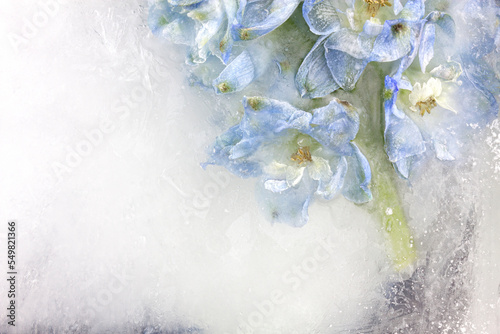 Frozen beautiful Delphinium cultorum flowers. Frozen fresh flowers with air bubbles in the ice cube. Blossoms in the ice cube. photo