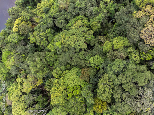 rainforest seen from above looking like a close up on a broccoli