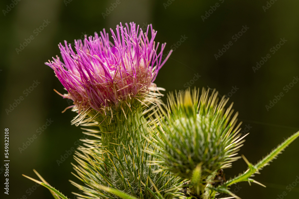 Bull Thistle