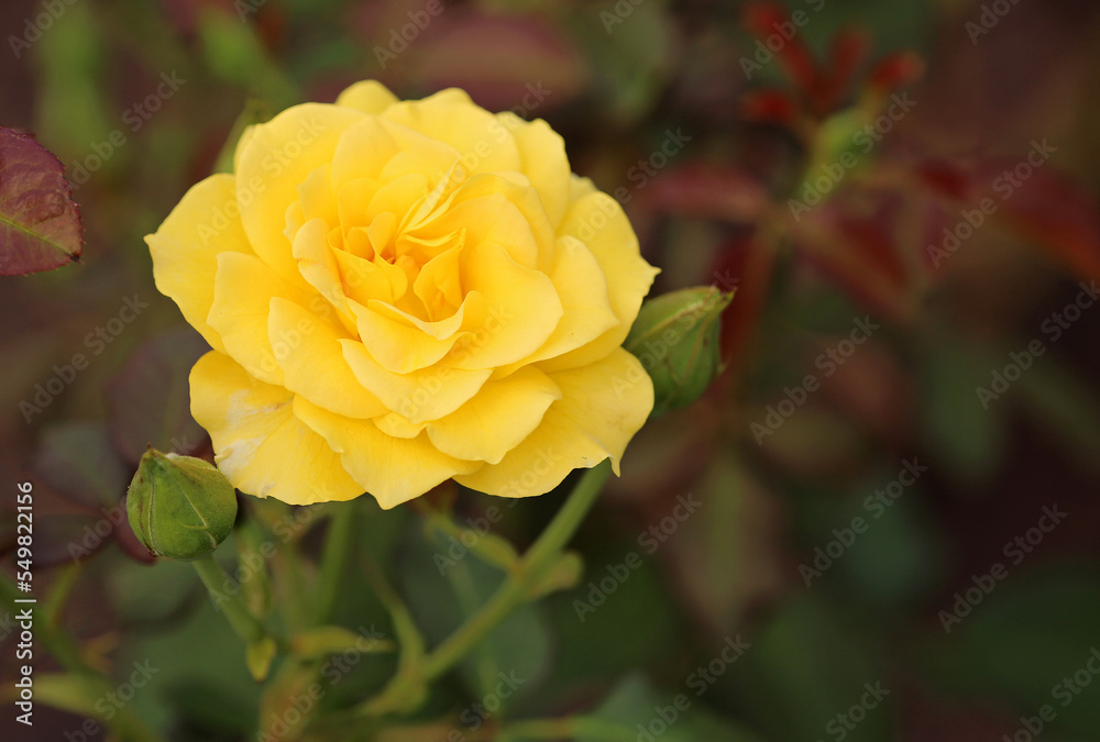 Yellow Rose