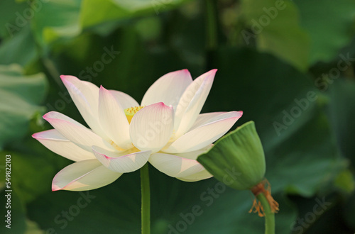 White Lotus close up - Royal Botanic Gardens  Sydney  Australia
