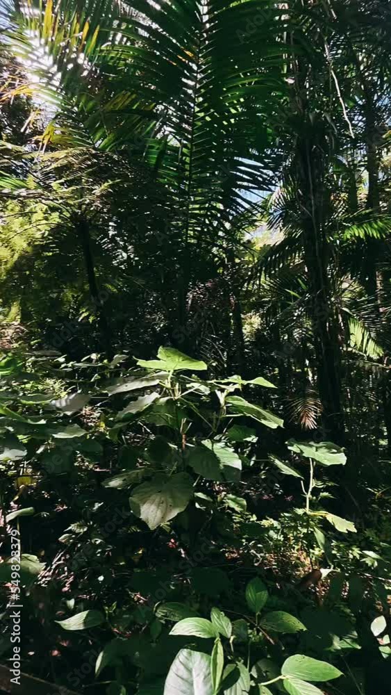 tropical forest in the jungle, forest, tree, nature, jungle, tropical, trees, plant, palm, landscape, leaf, park, plants, water, garden, grass, rainforest, sky, lush, summer, wood, leaves, rain forest tropical forest in the jungle, forest, tree, nature, jungle, tropical, trees, plant, palm, landscape, leaf, park, plants, water, garden, grass, rainforest, sky, lush, summer, wood, leaves, rain forest