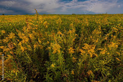 Canada Goldenrod