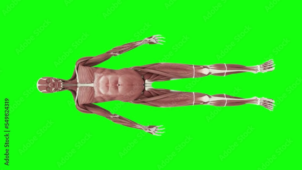 Muscular System, female, 4K animation. Camera rotation showing all the ...
