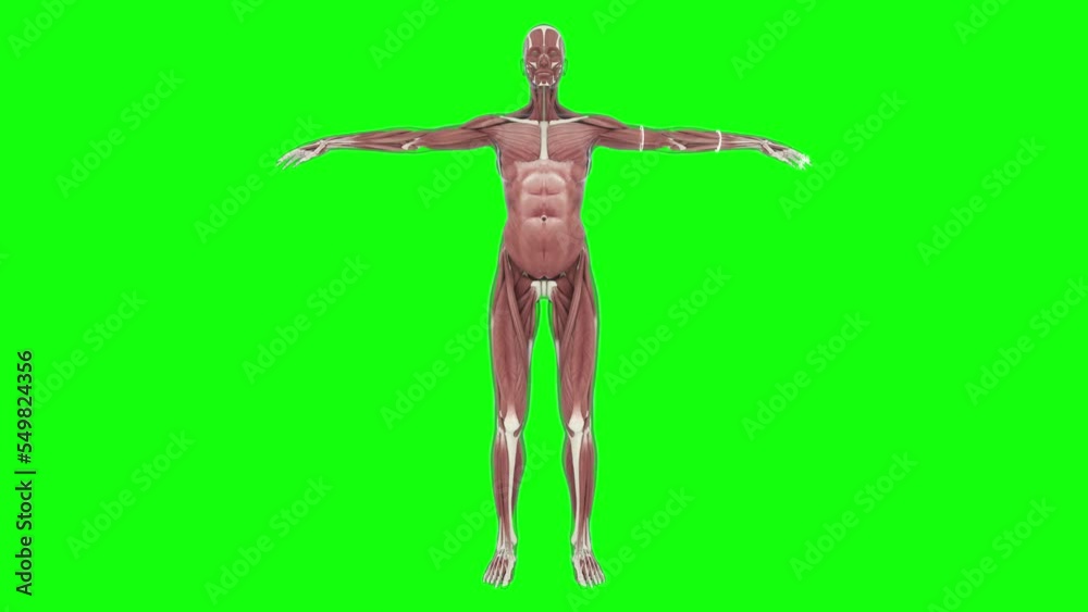 Muscular System, female, 4K animation. Camera rotation showing all the ...