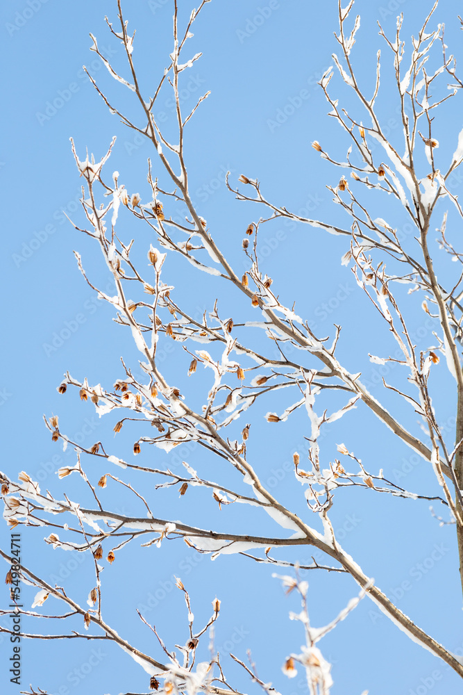 Snowy branches up against clear blue sky (vertical) Snowy branches up against clear blue sky (vertical)