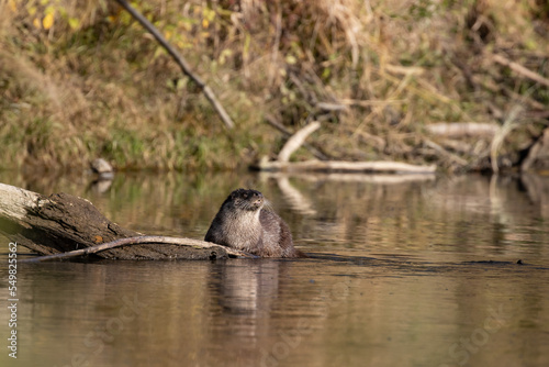 Otter hunting in the Vistula river in Poland