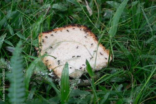 bread on grass full of ant