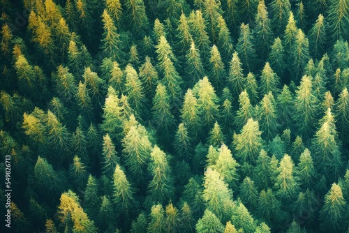Drone view of coniferous forest