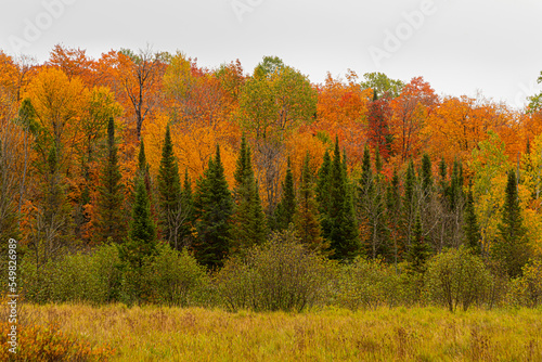 Northwoods Fall Color photo