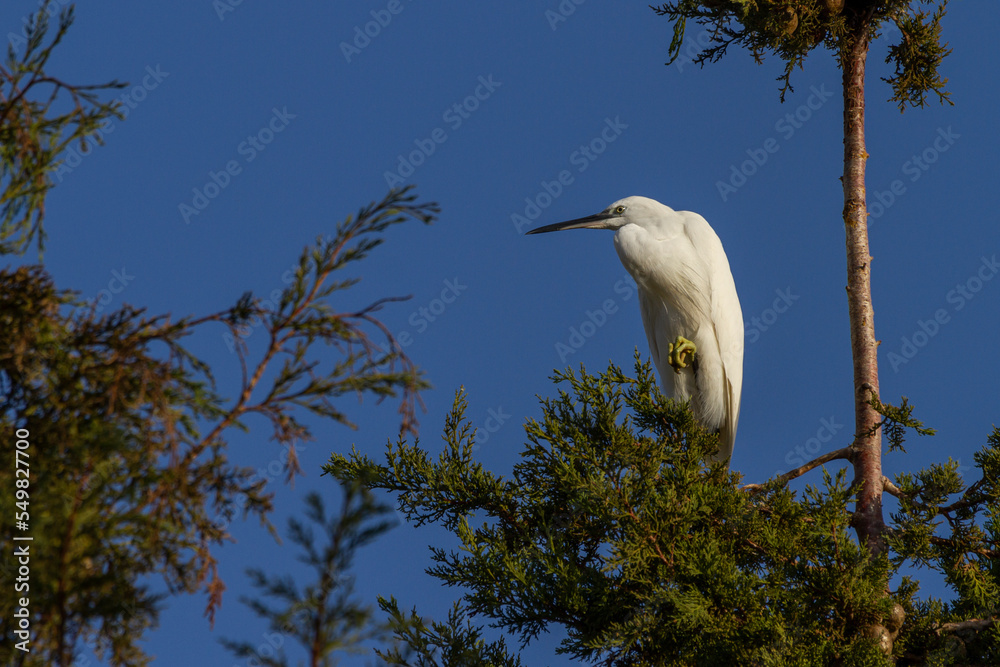 Photograph of Little Egret (Egretta garzetta) perching and resting in a pine tree
