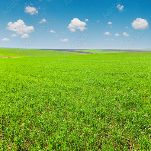 Beautiful sunny spring field  country landscape .