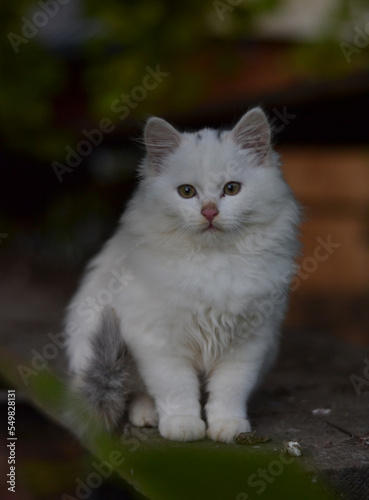 white cat 