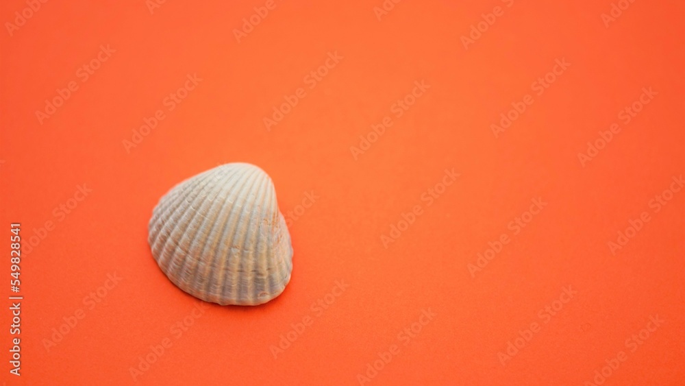 Grey seashell on a vivid orange table, copy space Grey seashell on a vivid orange table, copy space