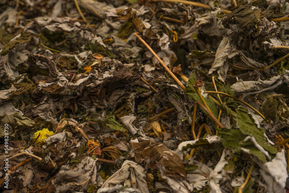 Dry tea leaves as a background. Dry tea leaves as a background.