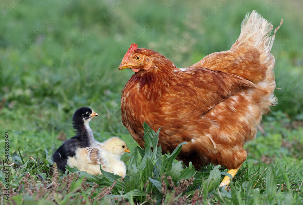 Fototapeta premium Family of hen and chickens roaming free in an organic farm. Adult hen taking care of newborn chicks in a field of grass. Chickens on a pasture in a rural village. Free range chickens.