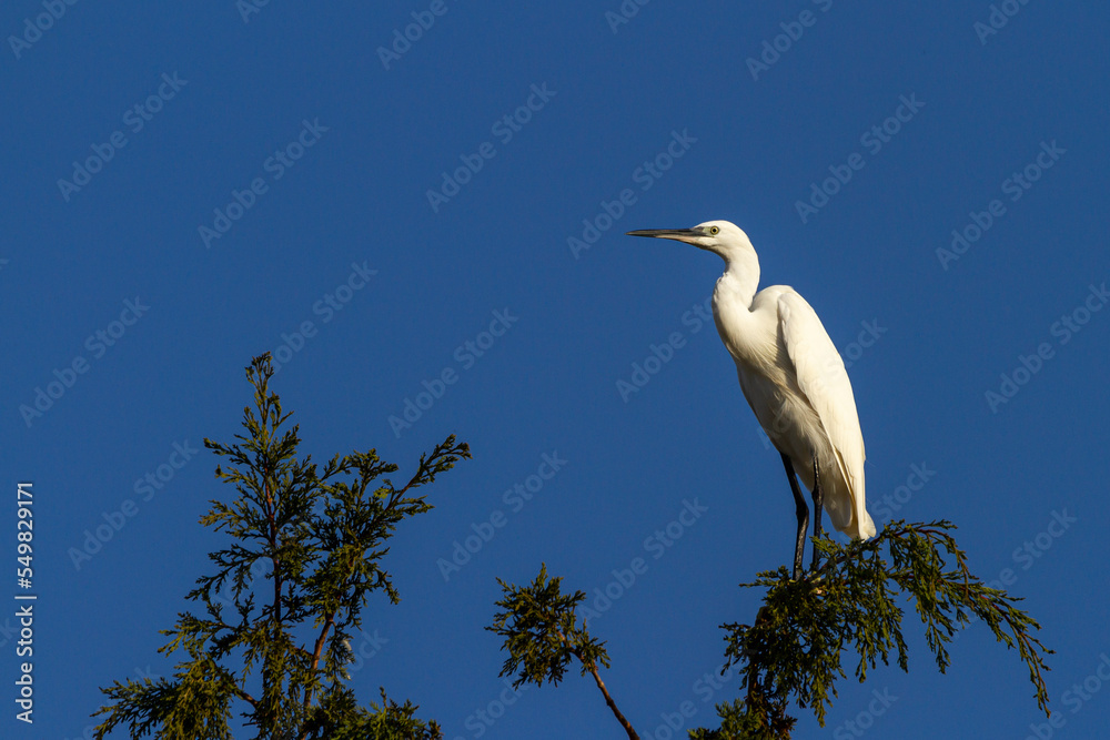 Photograph of Little Egret (Egretta garzetta) perching and resting in a pine tree Photograph of Little Egret (Egretta garzetta) perching and resting in a pine tree